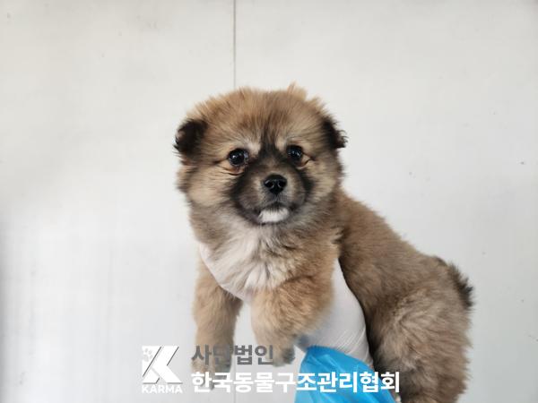 한국동물구조관리협회_441560202500267